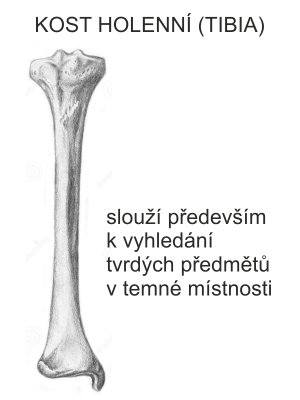tibia.png